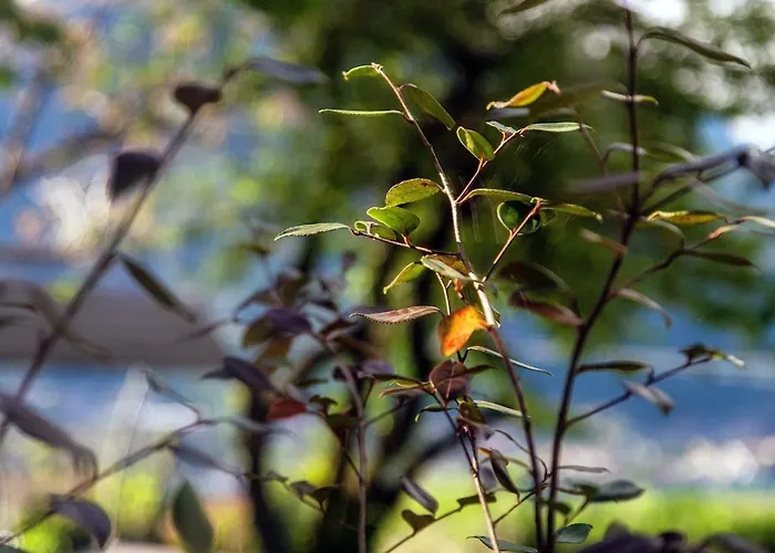 Molina Faggeto Lario