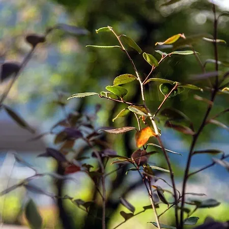 Molina Faggeto Lario